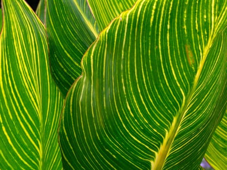 Leaf detail,leaf,green leaf,striped leaf,veined leaf