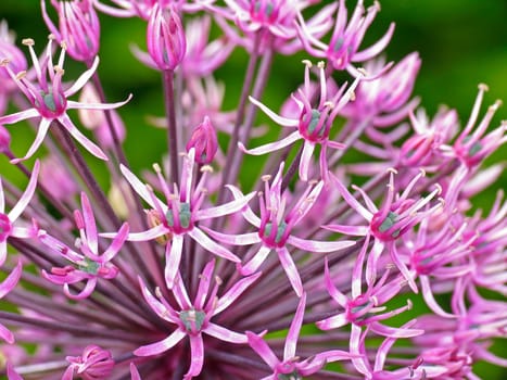 Allium rosenorum,ornamental leek