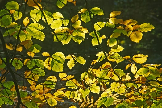 Autumn,deciduous leaves,primeval forest Sababurg