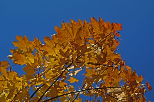 Autumn,deciduous tree in Hagen