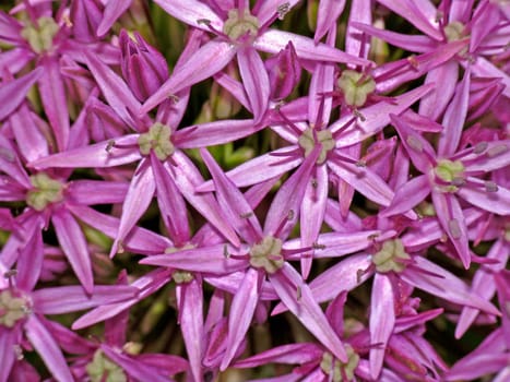 Allium cristophii x A. Macleanii,Cultivar Globemaster,Ornamental leek,Leek