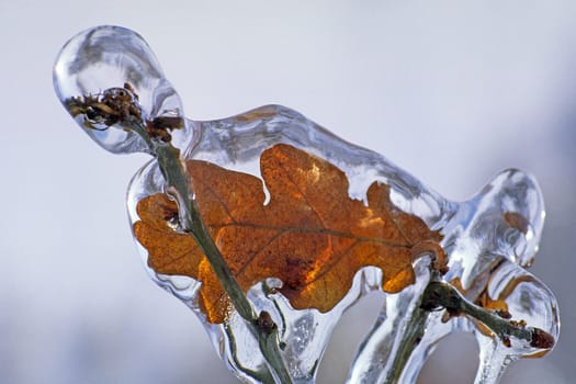 Oak leaf in the ice,winter