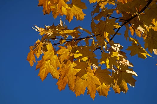 Autumn,deciduous tree in Hagen