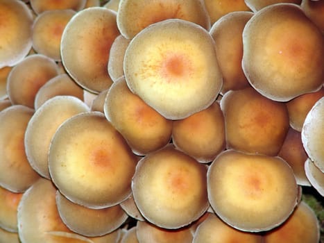 Sulfur heads