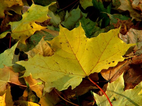 (Fall foliage) or (fall leaves) or (autumn leaves)