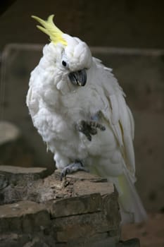 Yellow-crested cockatoo