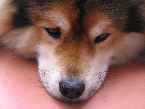 Sleuth