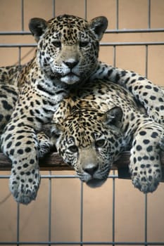 Sleek,beautiful big cats