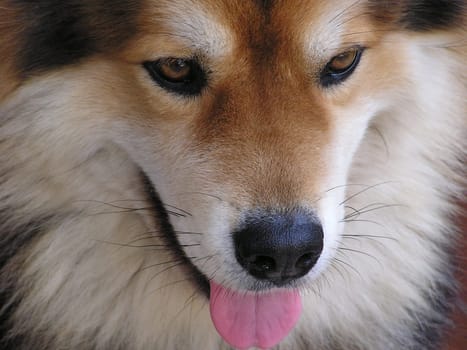 Dog face