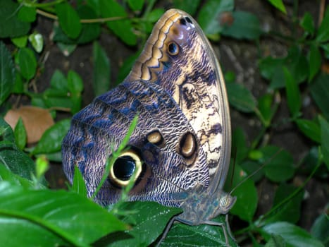 Butterfly