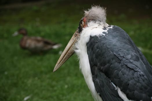 Pretty ugly... I love these character birds!