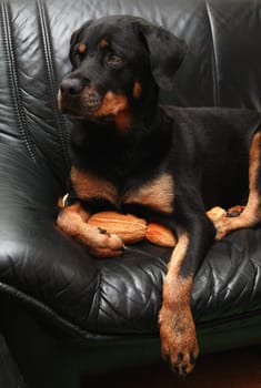 My Couch
