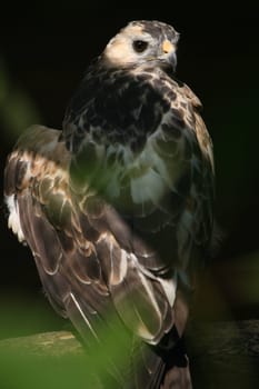 Common buzzard