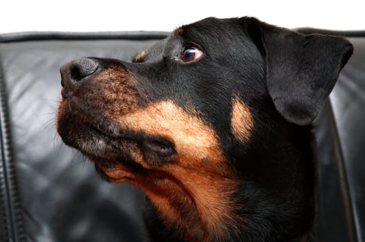 Rottweiler playing