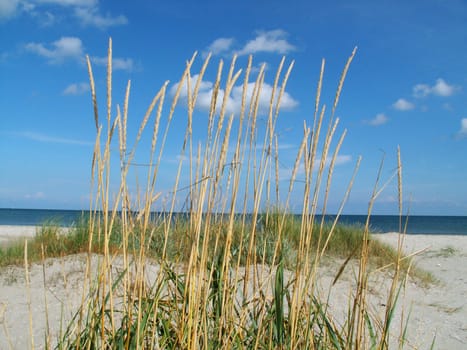Beach grass