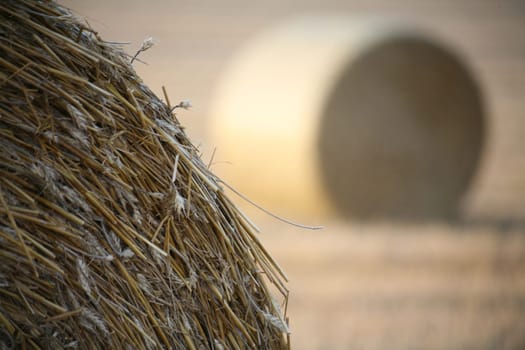 Bales on a stubble field