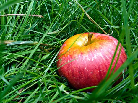 Fallen fruit - 1