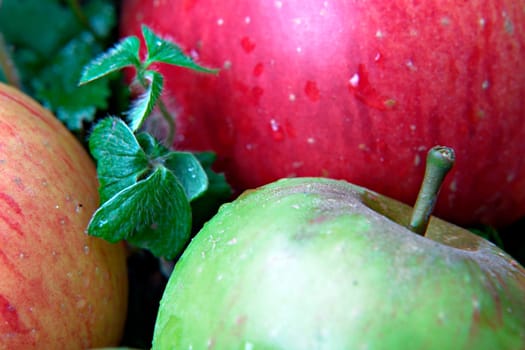 Fallen fruit - 2