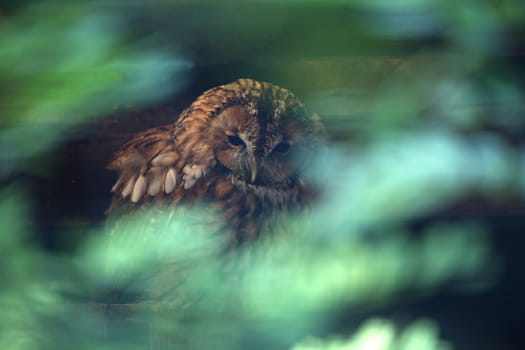 Well hidden behind twigs and foliage