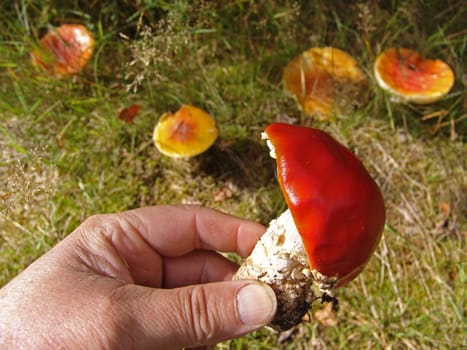 Toadstools