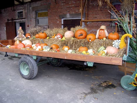 PUMPKIN TIME