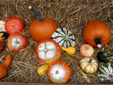 ORNAMENTAL PUMPKIN...
