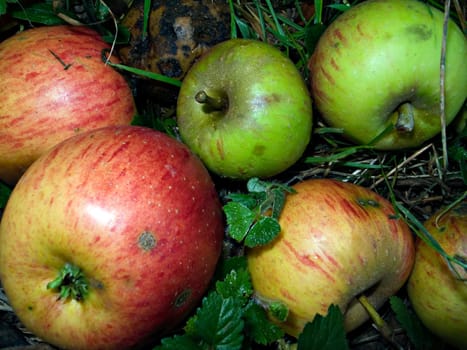 Fallen fruit - 4