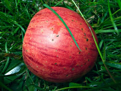 Fallen fruit - 7