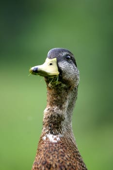 Grass-eaters