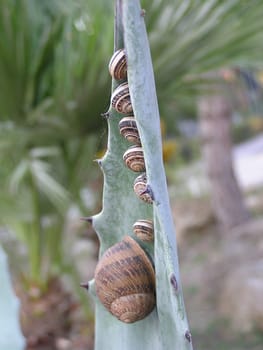 Snail Parade