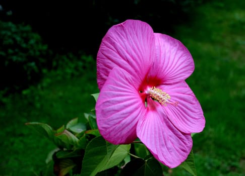 Closed yesterday,today in all its glory. The name is also no longer unknown. It is a hardy hibiscus