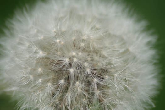 Dandelion