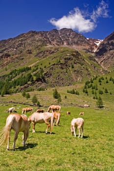 on the pasture II