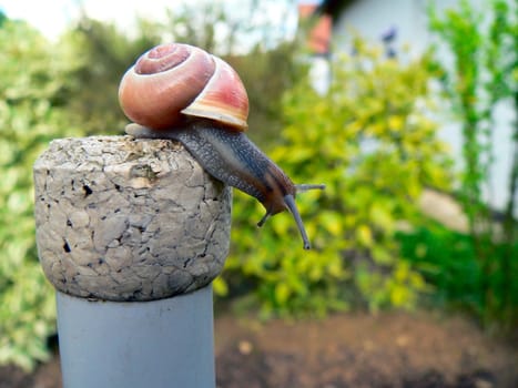 Ribbon snail