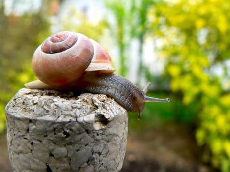 Garden ribbon snail