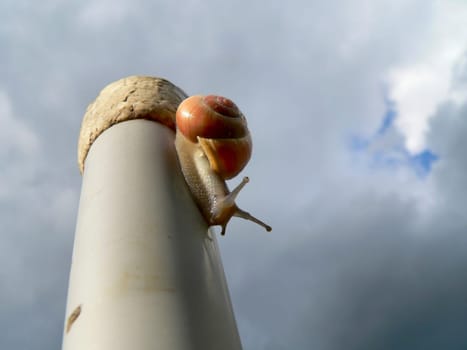 Cunning snail