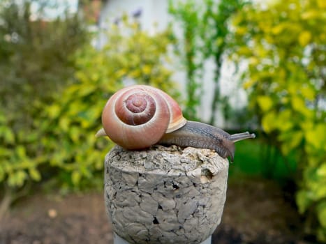 Garden snail