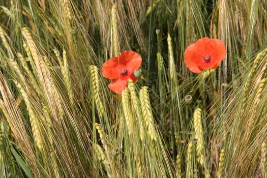 Poppy seeds in the barley field