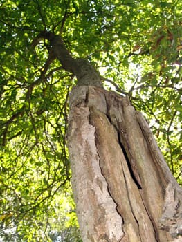 Old walnut tree