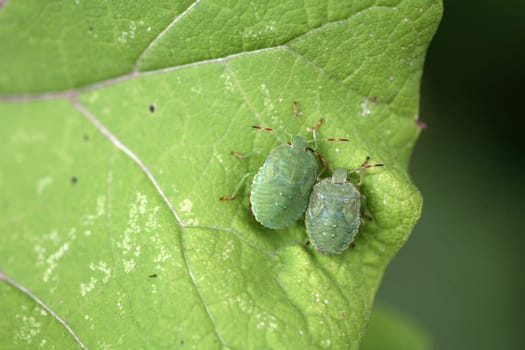Larvae of the green stink bug