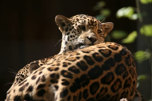 Sleek,beautiful big cats