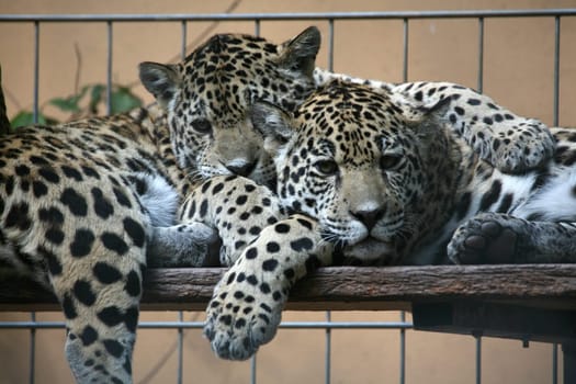 Sleek,beautiful big cats