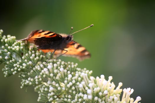 Butterfly on a lilac flower