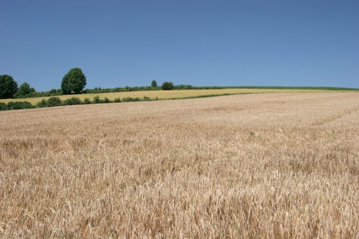 Wheat field in summer