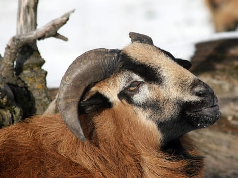 Cameroon sheep - buck