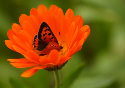 After the support of HelmaSpona we were able to identify the moth - Small Fire Butterfly