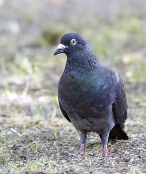 Dove