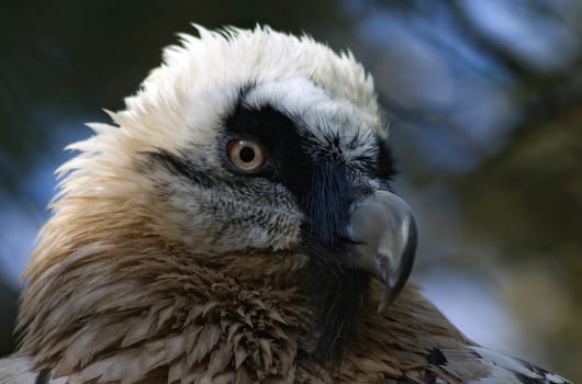 Bearded vulture