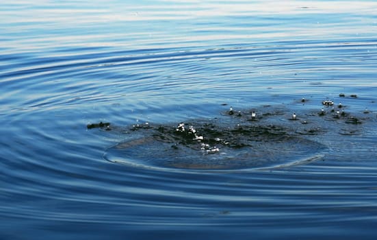A stone's throw into the water