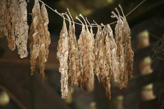 Tobacco leaves hung to dry